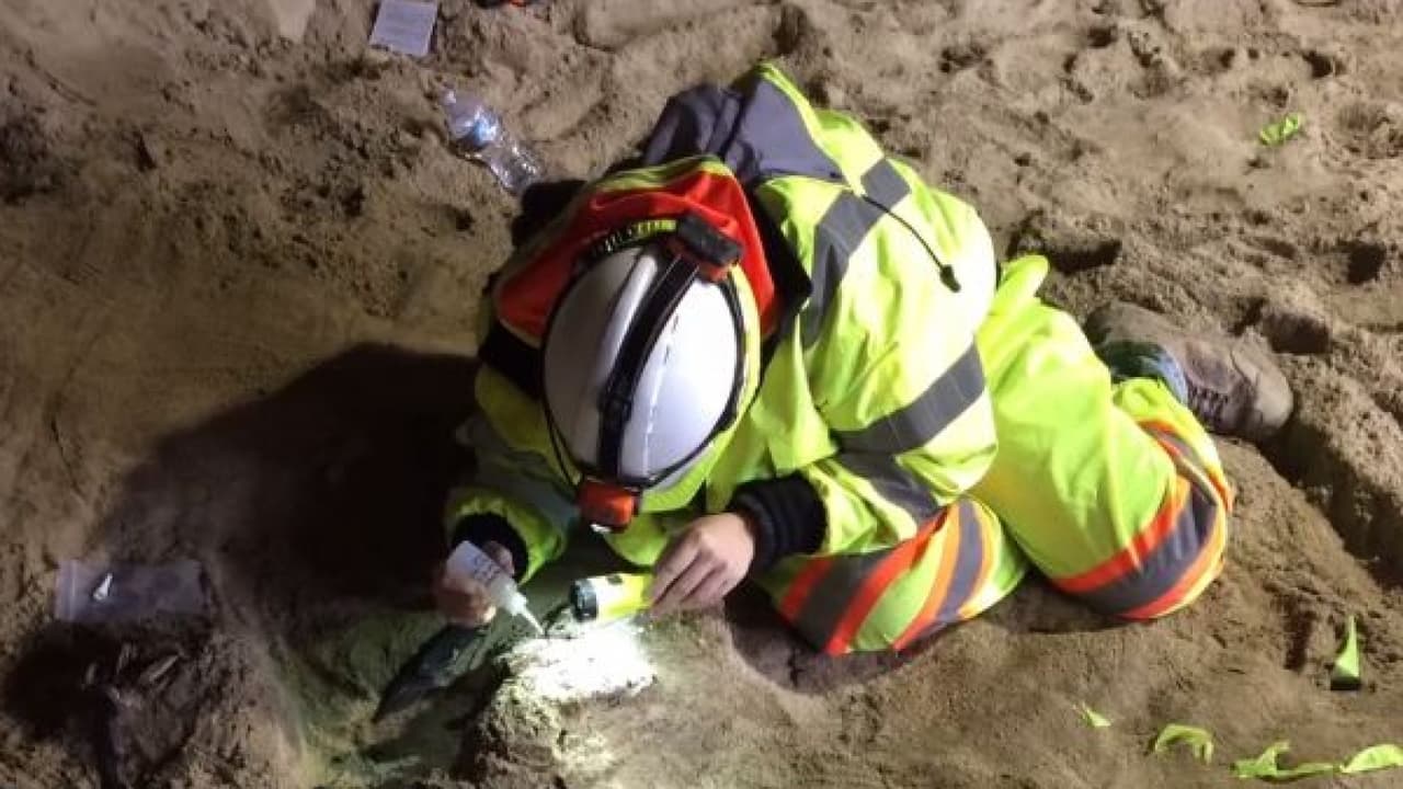 Los fósiles prehistóricos descubiertos en las obras de expansión del metro en Los Ángeles