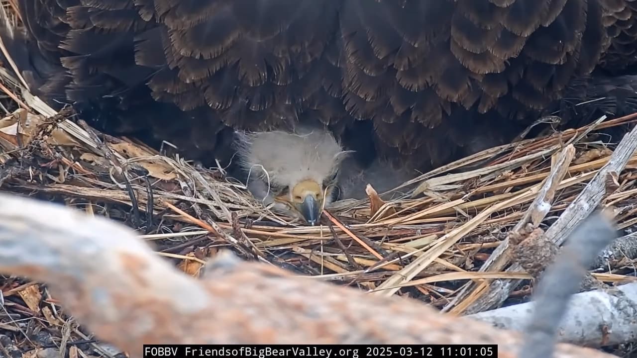 Este 16 de marzo, la organización 'Friends of Big Bear Valley' confirmó la muerte de uno de los aguiluchos. “Nos entristece profundamente informar que uno de los polluelos de Jackie y Shadow no sobrevivió a la tormenta invernal”, lee parte de su declaración oficial, compartida inicialmente un día antes, a través de sus redes sociales. “En medio de la tristeza, 
<b>queremos honrar la vida de este polluelo por su valentía </b>para llegar tan lejos y 
<b>por la alegría que nos trajo</b> en su corto tiempo aquí”, agrega la publicación.