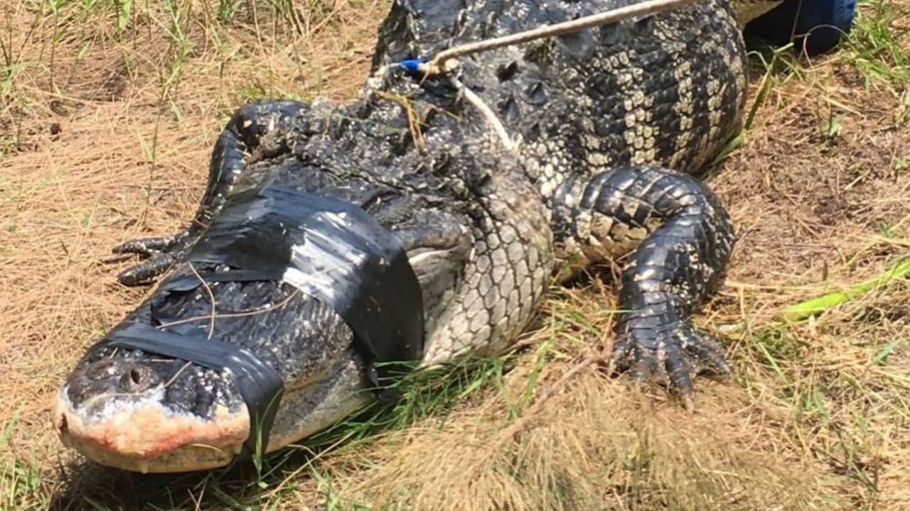 Hallan el cuerpo de la mujer que fue atacada por un caimán mientras paseaba sus perros en un parque de Florida
