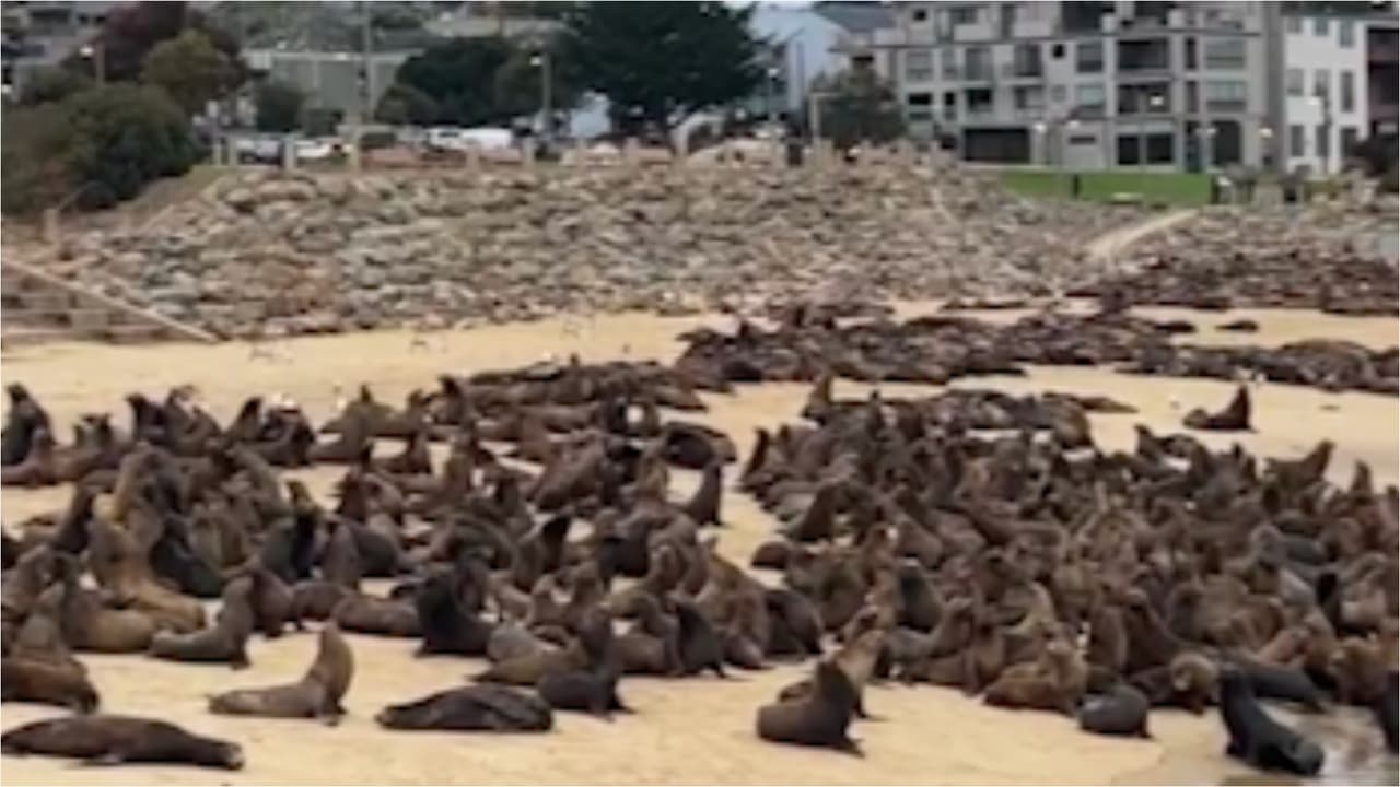 Una multitud de leones marinos ha invadido las playas de Monterrey, provocando el cierre temporal de la popular playa de San Carlos.