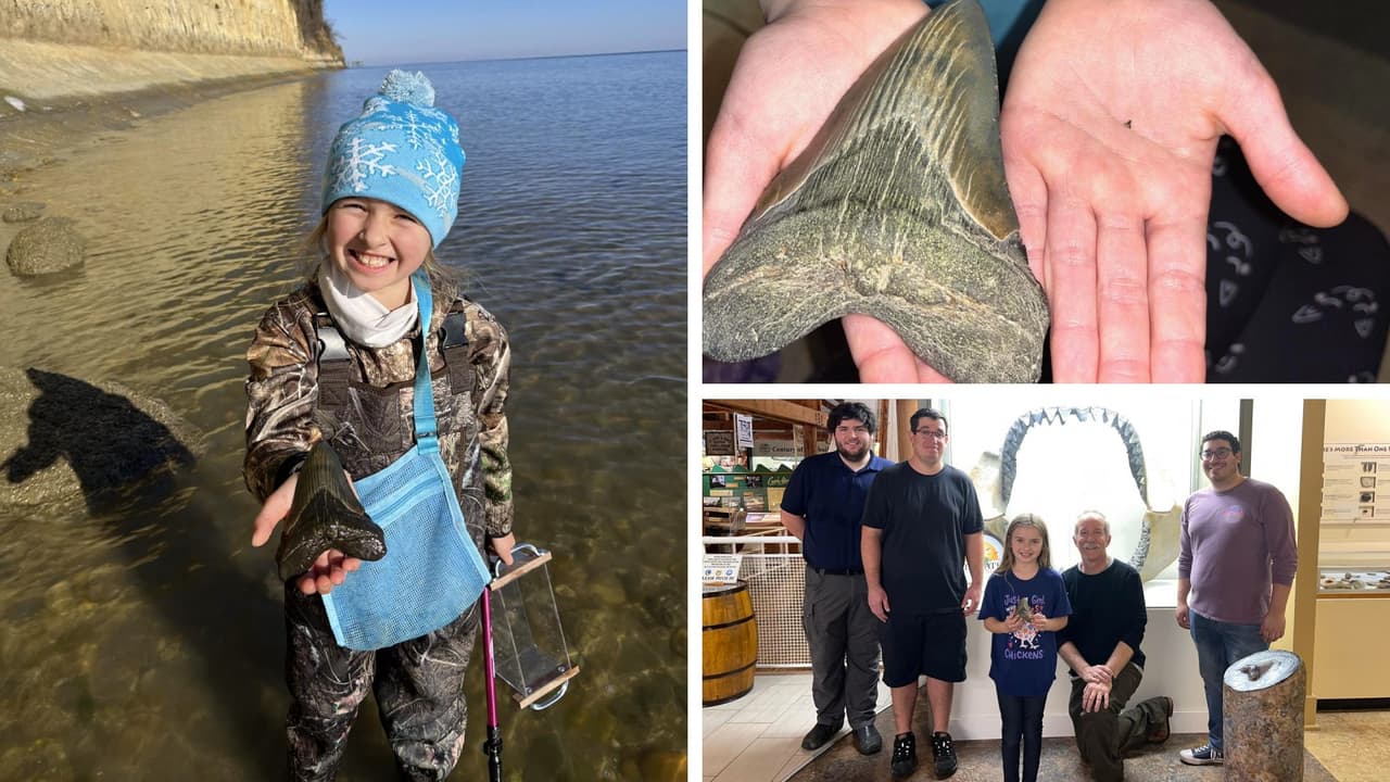 Niña de 9 años encuentra diente gigante de megalodón, un tiburón extinto hace millones de años