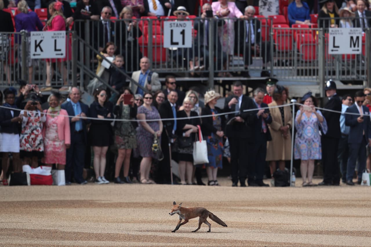 Por eso, 
<b>aunque el cumpleaños oficial de la reina es el 21 de abril, se dice que durante el 'Trooping the Colour' se celebra su cumpleaños</b>. Esta celebración también incluye entretenimientos, como en la imagen se ve el paseo de un zorro frente a la multitud, 
<b>desfiles del ejército, música y equitación.</b>