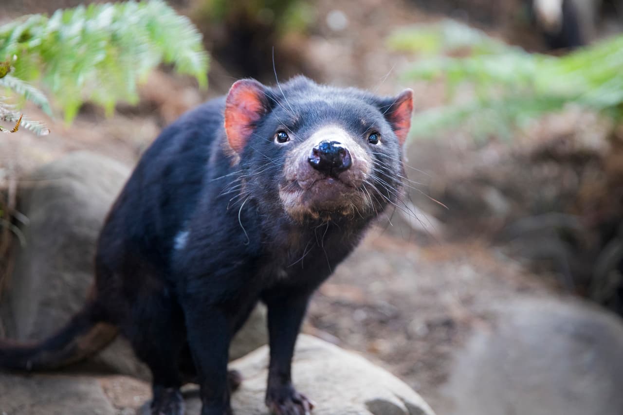 <h3 class="cms-H3-H3">Demonio de Tasmania</h3>
<br>
<br>A pesar de que su nombre lo determina a un solo lugar, este animal también se podía localizar hace unos 3,000 años en Australia. 
<b>Sin embargo, la población fue diezmando en gran parte por la enfermedad del tumor facial del diablo (DFTD), una forma contagiosa de cáncer que mató al 90%.</b> En 2020, las criaturas fueron reintroducidas en un santuario de vida silvestre en Nueva Gales del Sur, lo que ayudó a controlar el número de gatos salvajes y zorros.