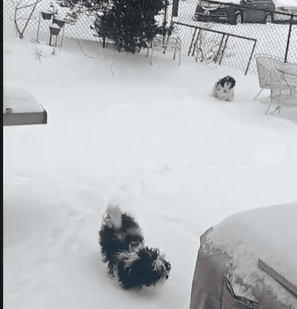 Incluso con solo abrir las puertas de sus casas, algunos residentes hallaron alegría al ver el paisaje invernal, hasta sus mascotas disfrutaron de la nieve, videos compartidos con Univision DC muestra a perros saltar sobre ella.