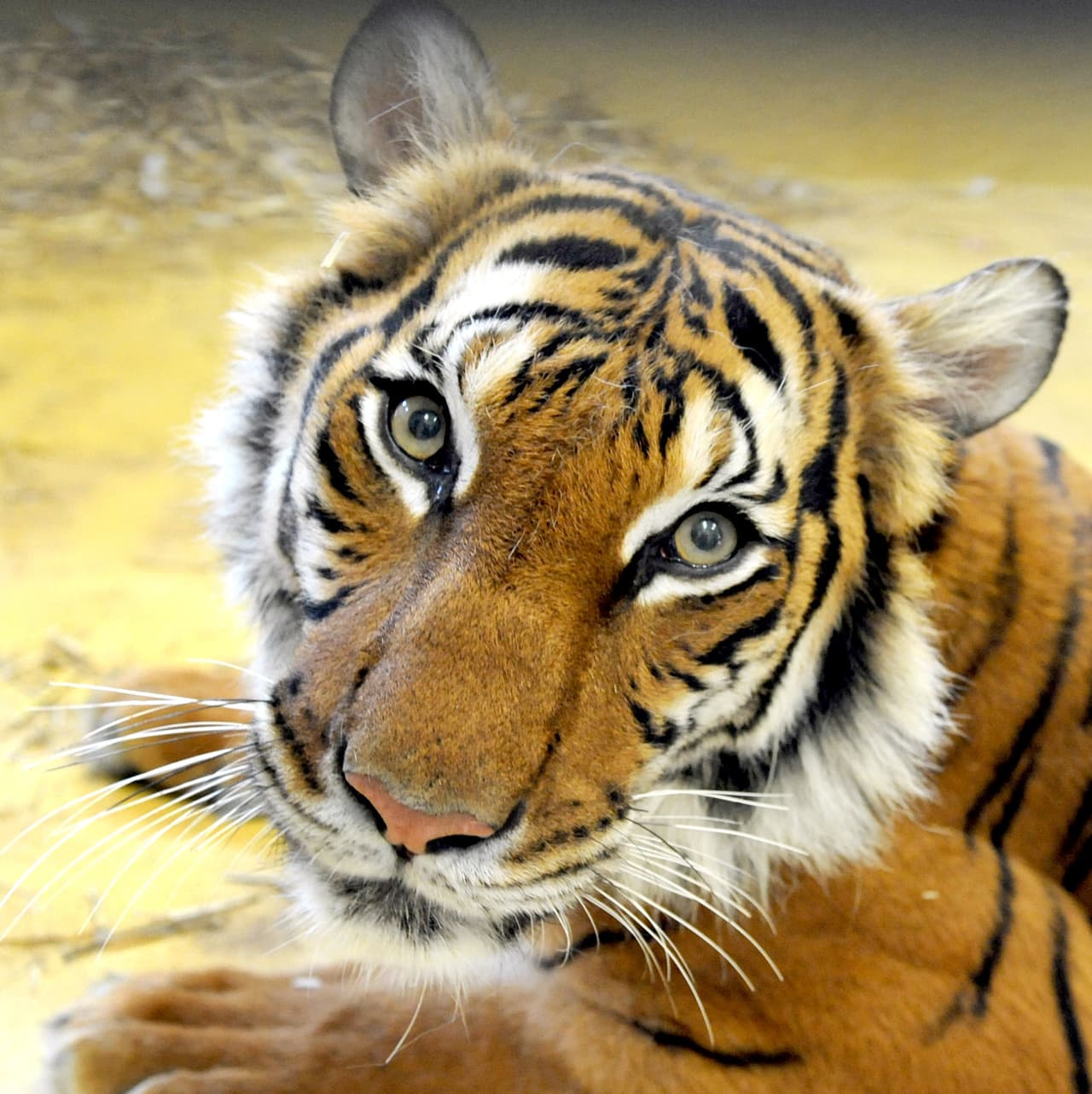 La 
<b>tigresa</b> Nadia, del zoológico del Bronx, Nueva York, dio positivo y mostró síntomas de coronavirus en abril de 2020.