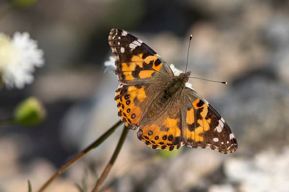 Su nombre es
<i> </i>Vanessa Cardui y es conocida popularmente como Painted Lady, llegan a medir entre 5 a 9 centímetros, y su ciclo de vida es de 12 meses. (Photo by David McNew/Getty Images)