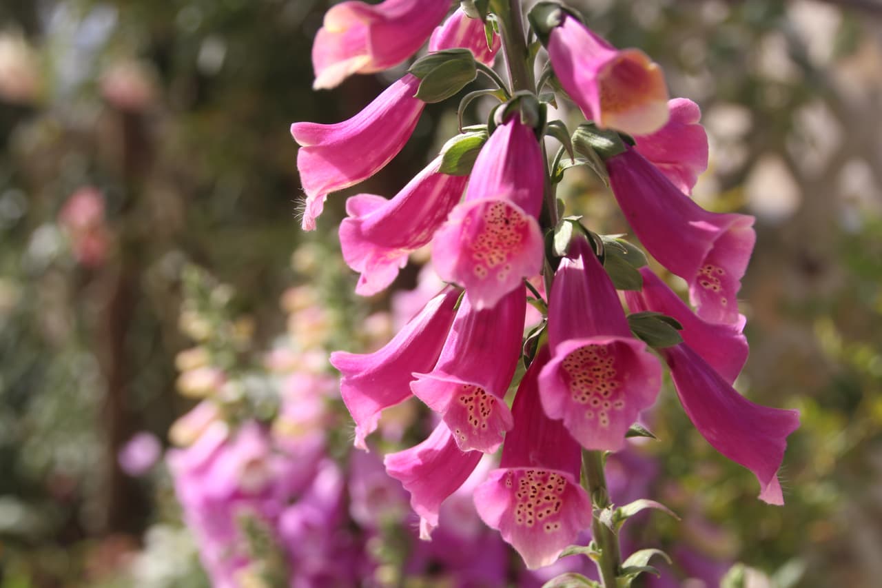 <b>Tauro</b>
<br>
<u>Las flores del manzano y la dedalera</u>
<br>Entre las flores más representativas de Tauro encontramos a la dedalera, que forma una especie de guirnalda floral evocadora de las ceremonias de la celebración de la Tierra, tan características del signo. En estado silvestre se suele encontrar en terraplenes, linderos boscosos o entre peñascos en zonas montañosas. En países como Chile, donde fue introducida desde Europa, ha alcanzando gran propagación y la encontramos en las montañas y los claros de bosques, márgenes de caminos, terraplenes y acantilados.