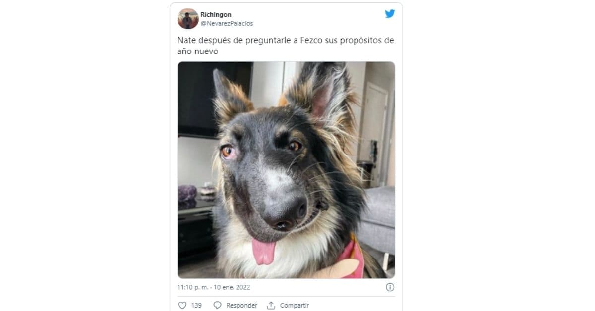 meme de perro