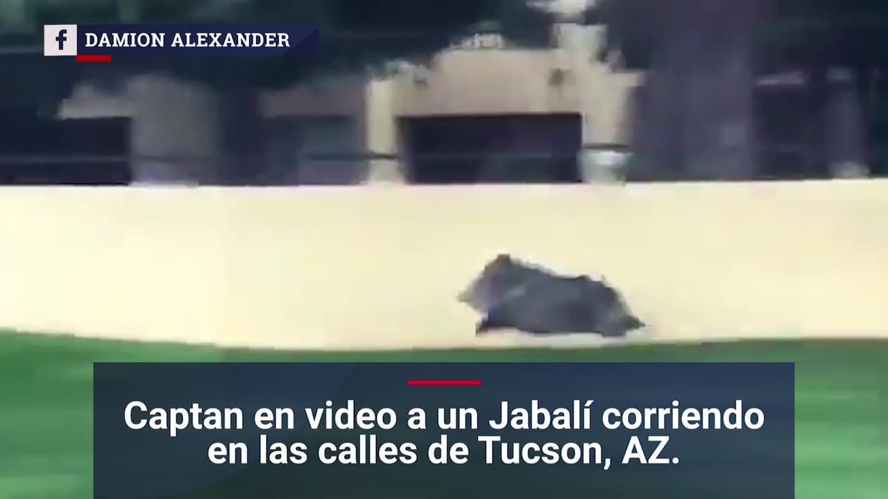 Jabalina corre a gran velocidad por las calles de Arizona y el video se vuelve viral