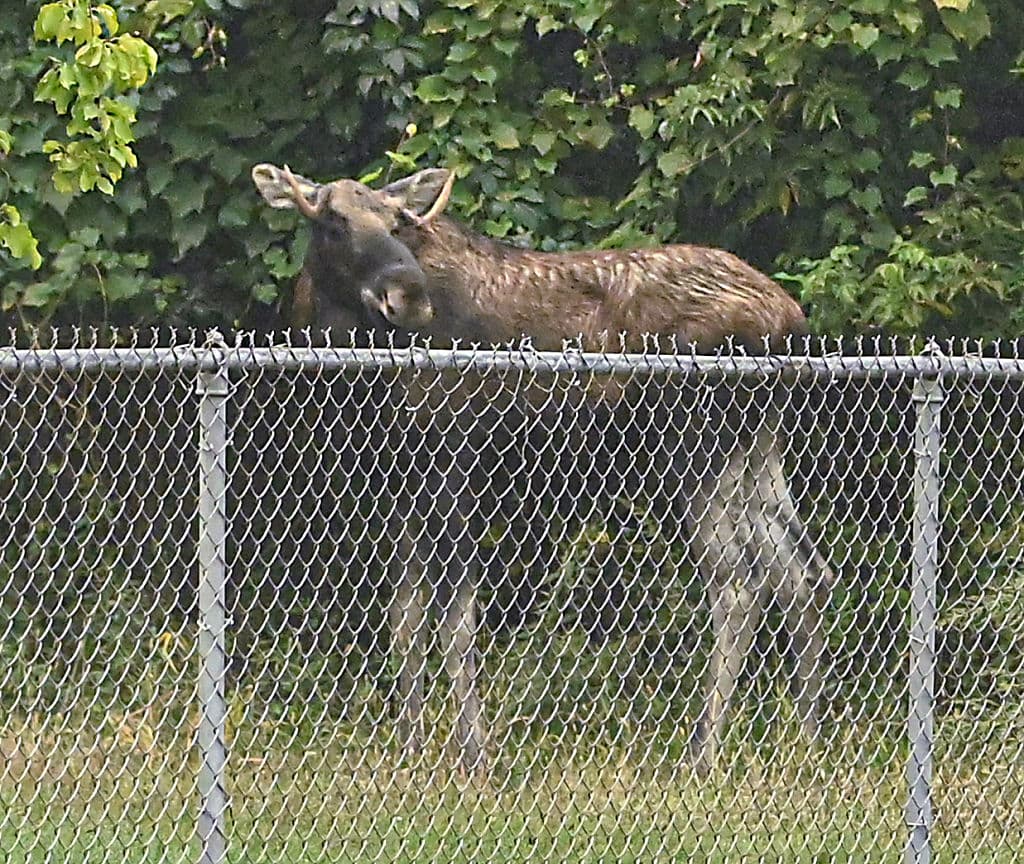 Los alces, como este macho rescatado fuera de ruta en Troy, causan más accidentes de tránsito mortales en Estados Unidos que, por ejemplo, los osos.
