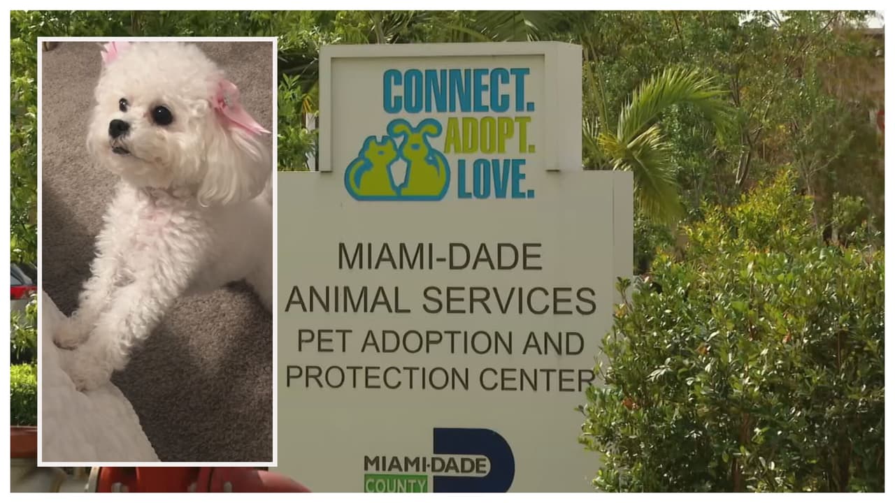 Lleva a vacunar a su perrita al refugio de Miami-Dade y otro perro la mata