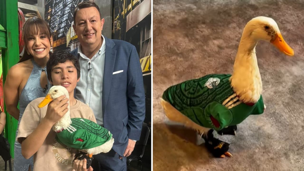 ¿Pato Merlín fue víctima de un ataque? Así se encuentra el famoso animalito mexicano