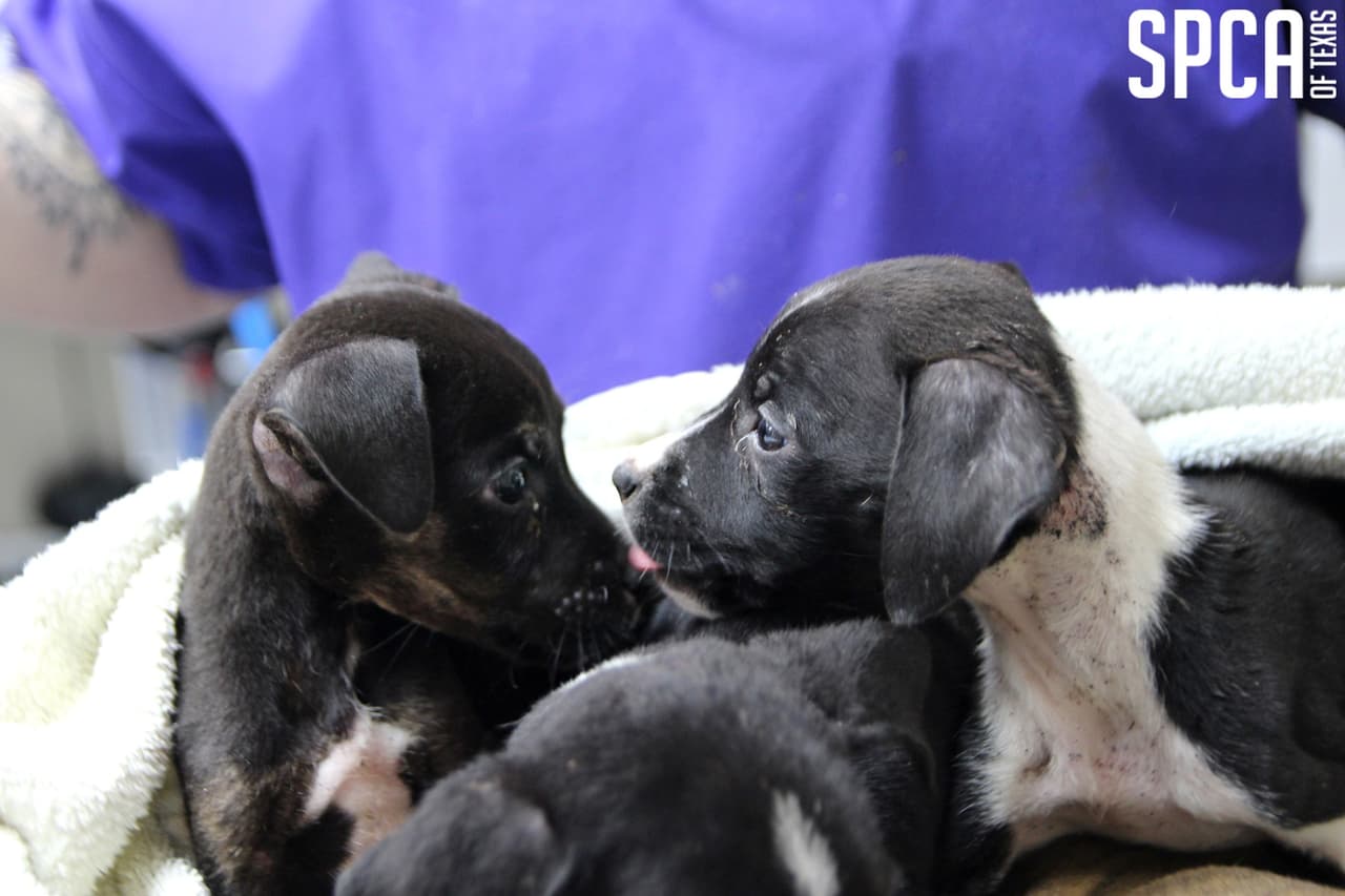 SPCA se dedica a brindar a cada animal un cuidado excepcional y un hogar lleno de amor. Operamos dos refugios, tres clínicas de esterilización / castración y un centro de emergencia de rescate de animales. 50,000 rescatados este año. Perros, gatos y más. Ayúdanos a salvar animales. Fomenta un animal hoy. Veterinarios con licencia.
<a href="https://www.spca.org/">https://www.spca.org/ </a>Puede ingresar aquí para enviar su donación: 
<a href="https://bit.ly/2XPlT86">https://bit.ly/2XPlT86</a>