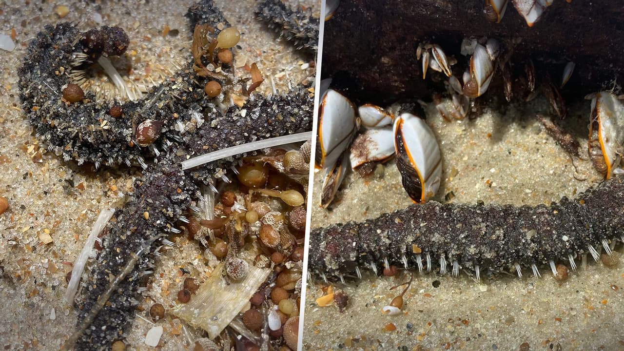 Identifican a las extrañas criaturas encontradas en la costa de Cape Lookout 