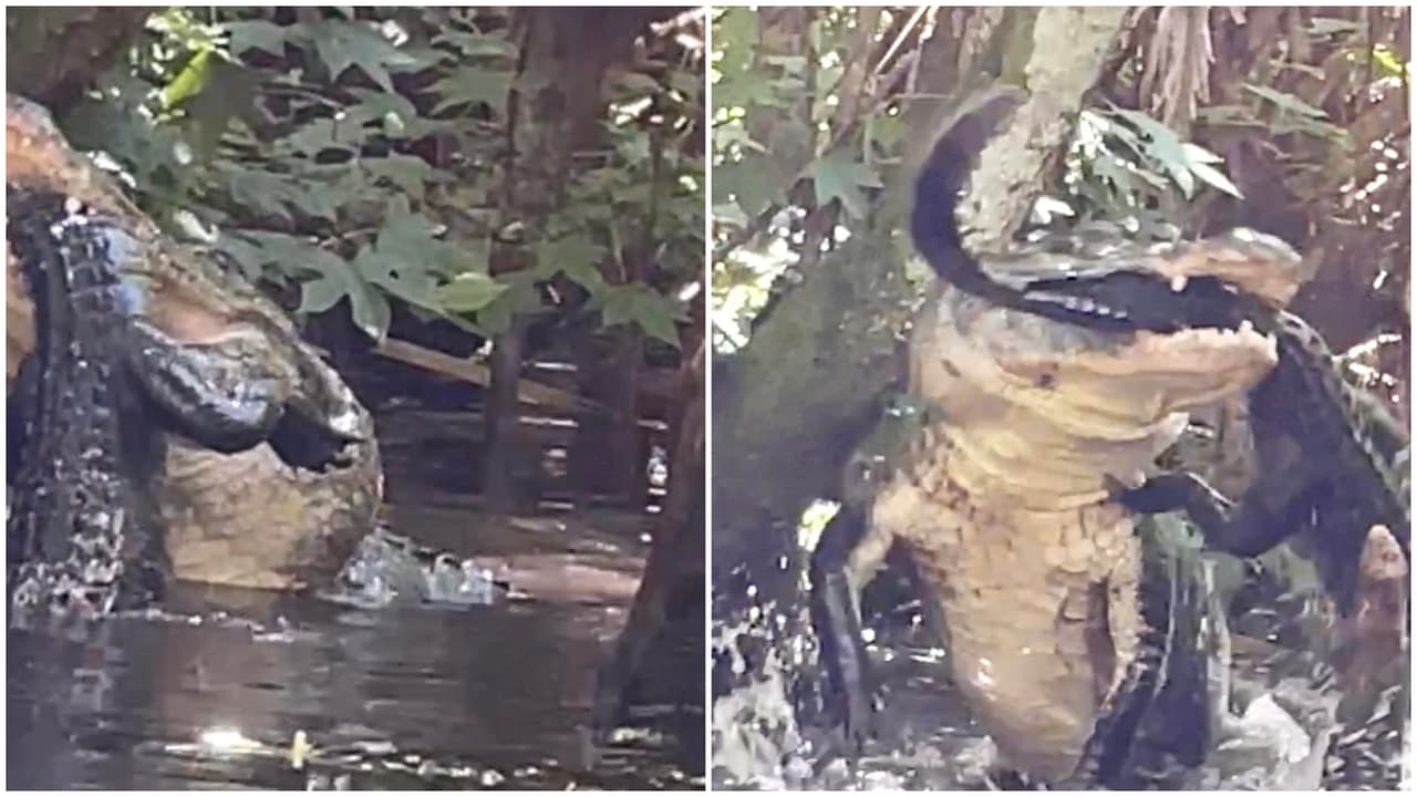 Graban el momento cuando un caimán se devora a otro