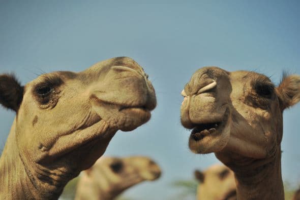 En los concursos de belleza, cada ejemplar debe desfilar delante de un comité de veinte jueces, acompañado de su propietario