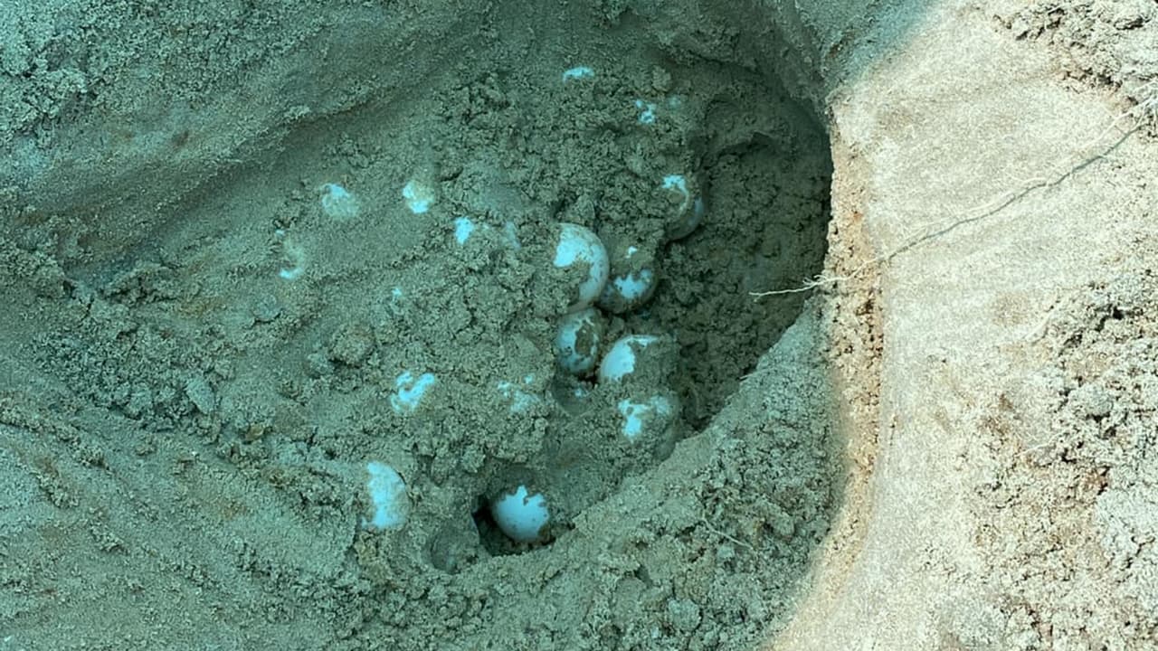 El domingo 10 de junio, el personal del parque publicó un anuncio en su página de Facebook sobre un ejemplar de estas tortugas que salió a la playa, cavó un nido y puso 84 huevos.