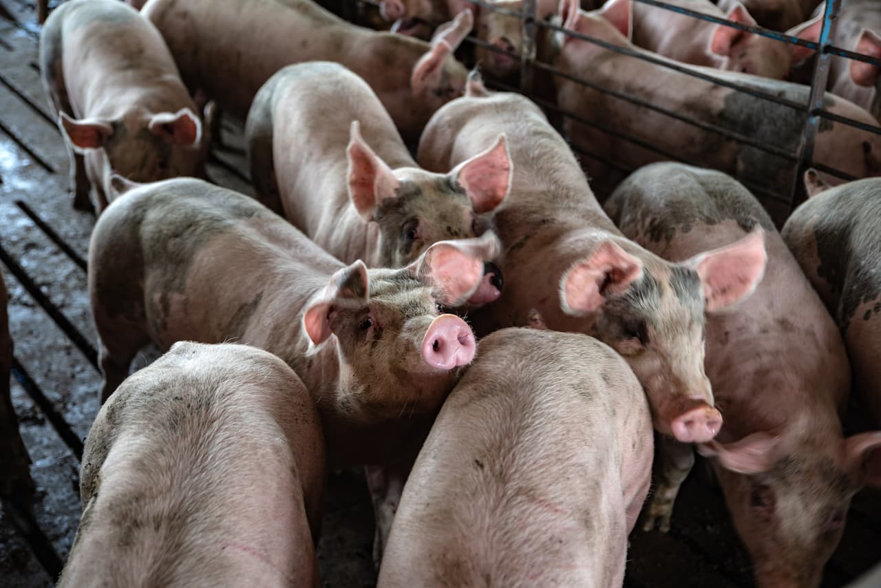 To try to compensate the sector, Trump announced at the end of July $12 billion in aid for farmers affected by the new tariffs. The idea has been condemned practically by all involved, including the farmers themselves.