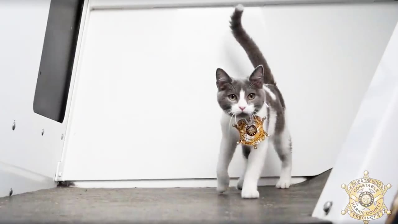 La nueva agente ya cuenta con su propia placa policiaca y está lista para empezar sus asignaciones. La historia se vuelve interesante.