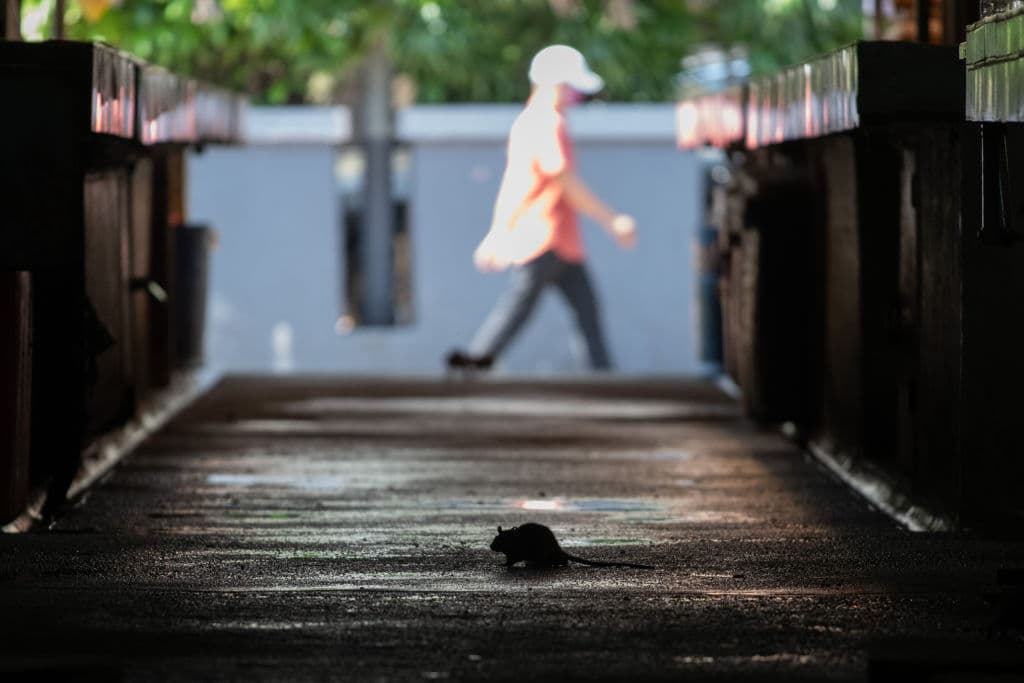 Una vez uno se infecta de hantavirus, empezará a sentirse enfermo entre la primera y la quinta semana después de haber estado cerca de ratas o ratones que portaron el virus.