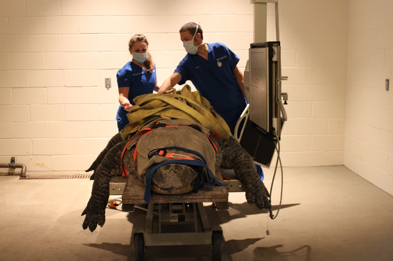 A Bob, como se llama este cocodrilo, le hicieron unas radiografías para investigar su dolencia. 
<br>