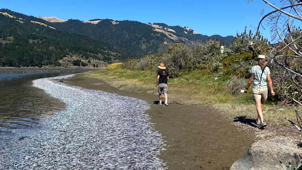 “Llueven” anchoas y abarrotan una playa del Área de la Bahía; esta es la explicación detrás del fenómeno