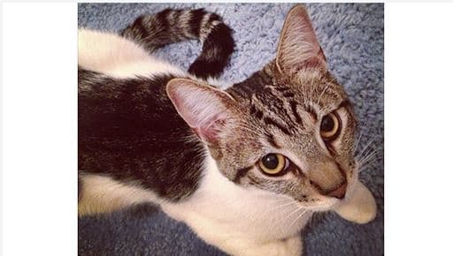 Banquero arrestado por torturar a la gata de su roommate por tres meses