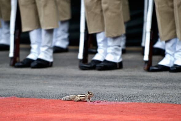 Una ardilla corre delante de los guardias de honor en fila durante un ensayo general para las celebraciones del Día de la Independencia en Nueva Delhi.