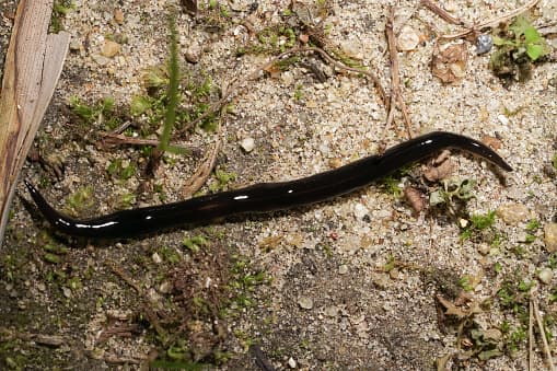 La lombriz también
<b>representa una amenaza para los animales vertebrados como los humanos y otros mamíferos al portar parásitos.</b> Se sabe que Platydemus manokwari es un huésped pareténico del gusano de pulmón de rata.