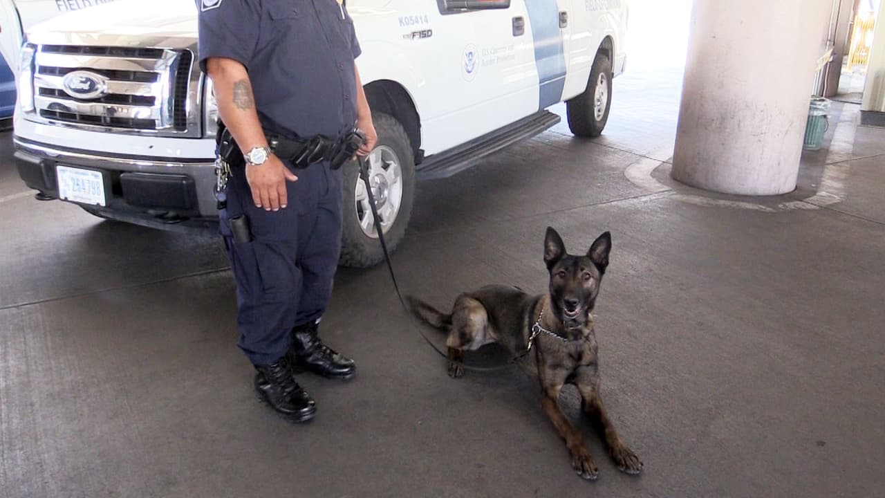 Los agentes fronterizos con mejor olfato: así es el trabajo de los perros K9