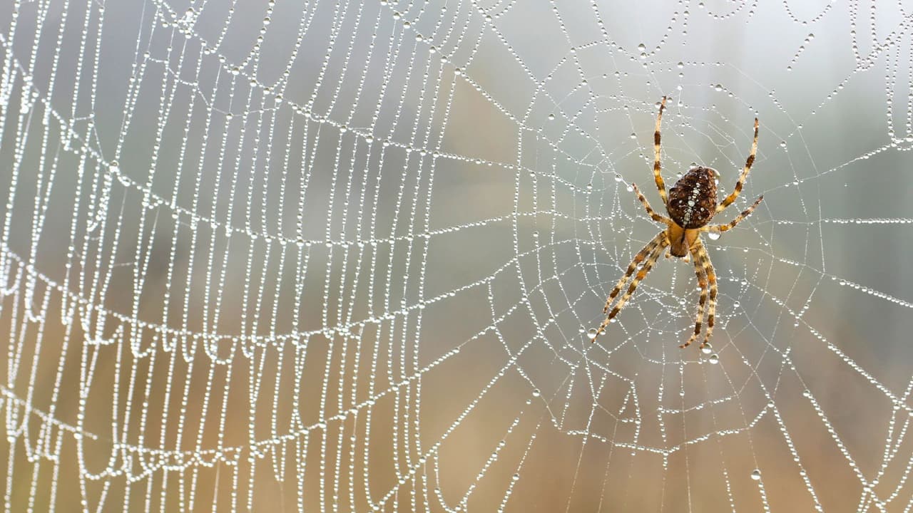 <h3 class="cms-H3-H3">Cómo reducir el riesgo en casa </h3>
<br>El mejor método de prevención 
<b>no es químico, sino práctico.</b> Todo comienza por cerrar las puertas de entrada: 
<br>
<b>Colocar materiales que bloqueen las aberturas y rendijas</b> en puertas y ventanas, reparar mosquiteros rotos y tapar grietas en las paredes evita que los insectos entren y, con ellos, las arañas. 
<br>
<b>Mantener la casa ordenada </b>ayuda a no darles escondites: menos pilas de ropa o cajas abiertas significa menos rincones oscuros donde instalarse. 
<br>En el patio, conviene 
<b>alejar leña, piedras o macetas de las paredes de la casa</b>, y mantener la vegetación recortada. 
<br>La luz también importa: 
<b>los focos blancos atraen insectos, y estos atraen arañas.</b> Por eso los especialistas recomiendan cambiar a focos amarillos en la entrada o el patio.