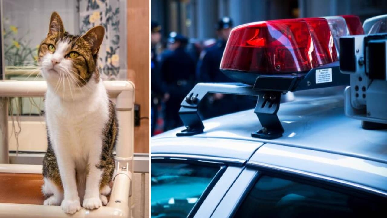 Advierten en Orangevale que hay suelto un asesino en serie… de gatos