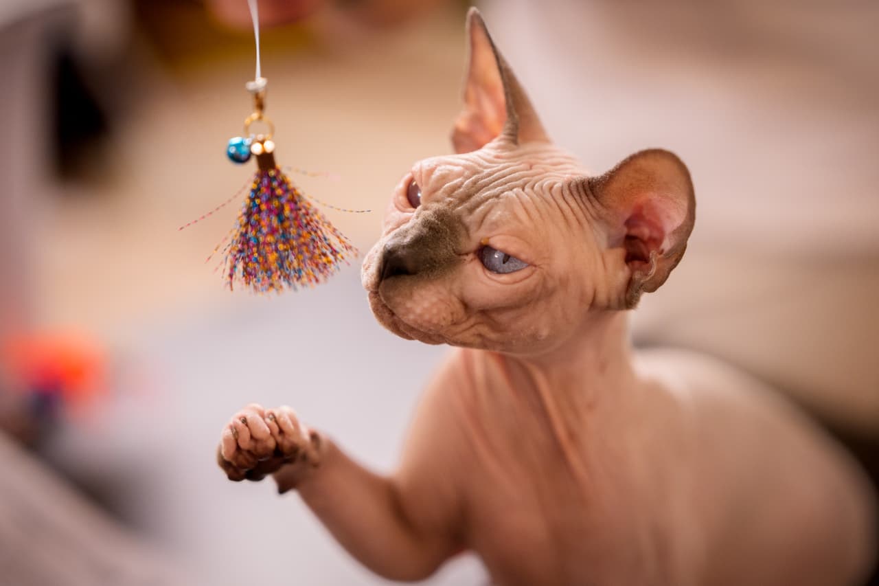 El gato Sphynx durante la competencia.