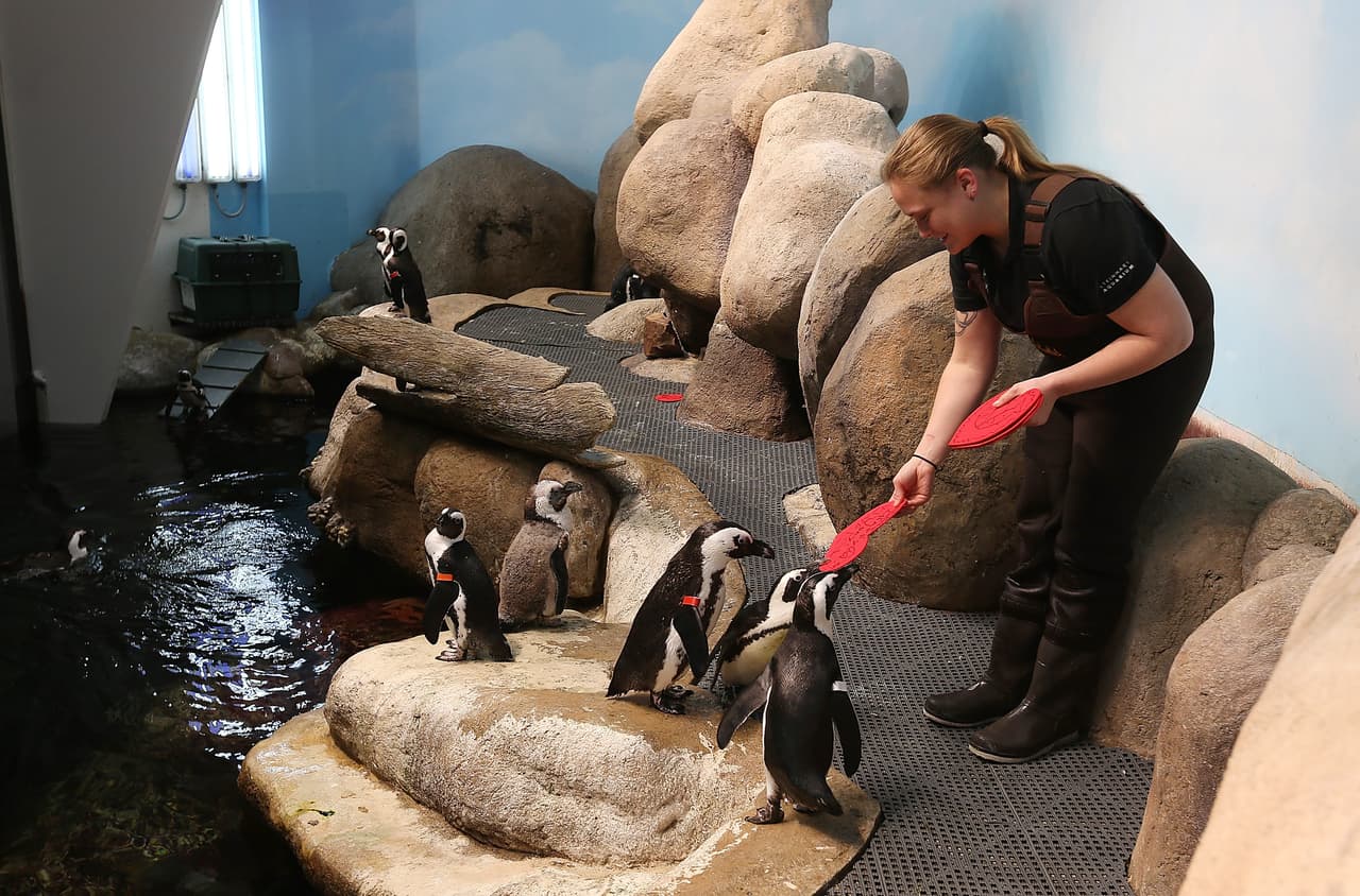 El amor está en todos lados y para muestra basta un botón. Los pingüinos africanos de la Academia de Ciencias de California, en San Francisco, celebraron a lo grande con la ayuda de sus cuidadores.