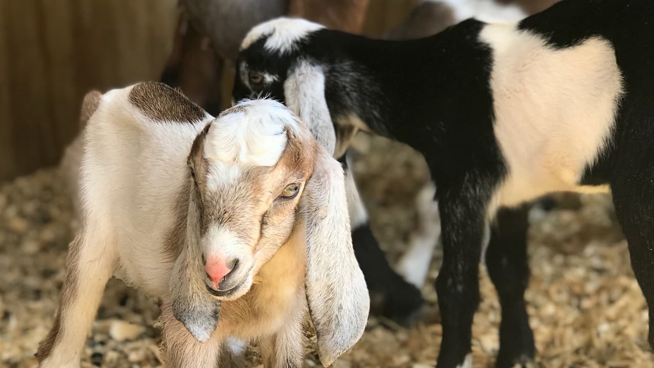 Han publicado varias opciones y asegura que es muy sencillo participar.