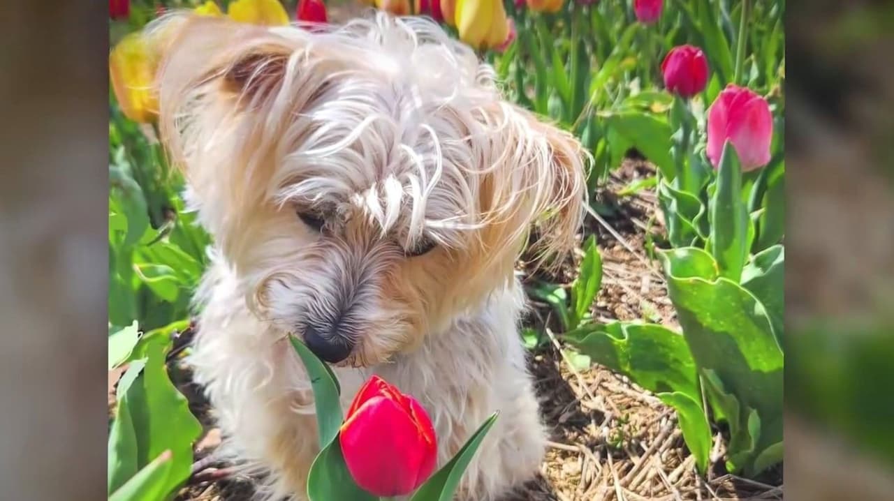 Tulipanes y mascotas: por qué pueden ser tóxicos para perros en primavera en Chicago