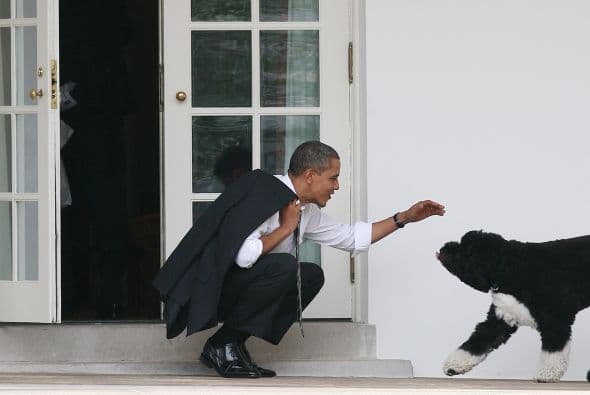 Bo le da cariño a Obama luego de un largo día de trabajo.