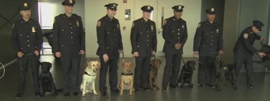 VIDEO: Estos perros librarán a NYC de ataques como el de Bruselas