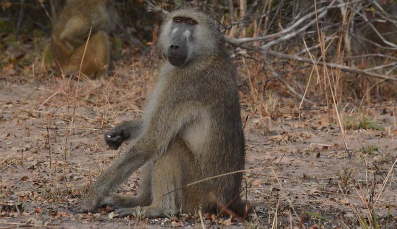 La caca de babuino abrirá camino para estudiar los animales más esquivos del planeta