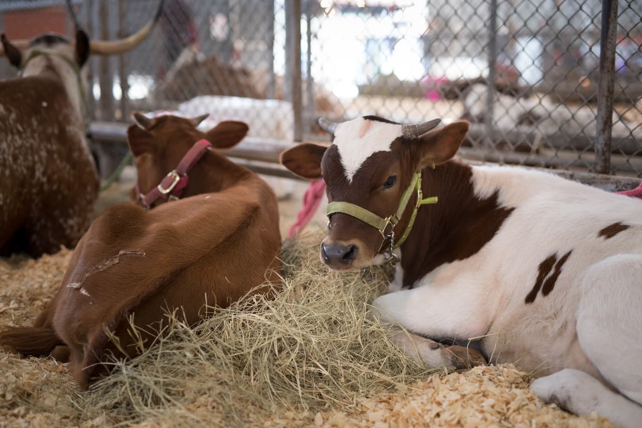 Exposiciones de ganado y agricultura en el
<b>Briscoe Carpenter Livestock Center, una edificación de 55,000 pies cuadrados que se estrena para la feria.</b>