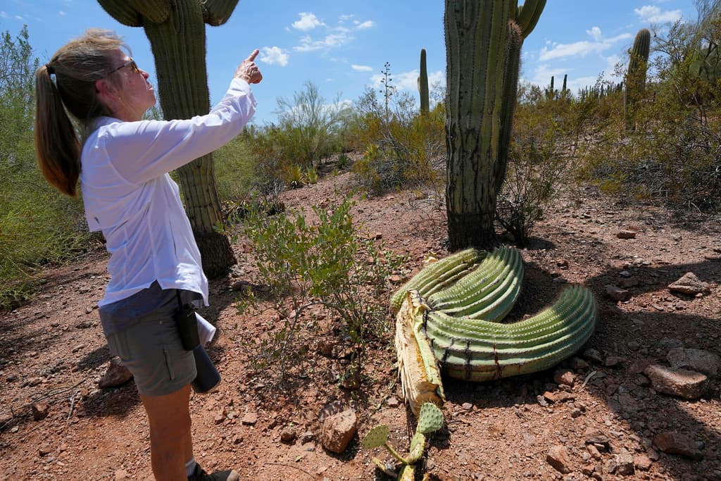 Estas condiciones ponen bajo mucho estrés a estos cactus representativos de Arizona, que se vuelven susceptibles a infecciones e insectos, y pueden comenzar a pudrirse desde adentro.