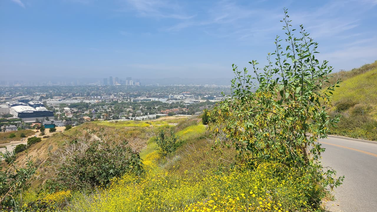 $2 millones para la plantación de árboles en vecindarios de la ciudad.