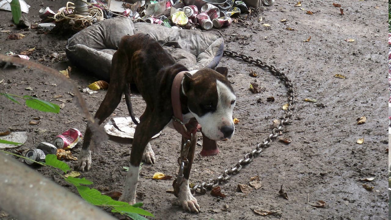 Uno de los perros tenía una pesada cadena atada al cuello, indicaron las autoridades. Encadenar perros está a punto de
<a href="https://www.univision.com/local/houston-kxln/encadenar-a-perros-o-no-proveerles-un-refugio-seguro-esta-cerca-de-convertirse-en-un-delito-en-texas">convertirse en delito</a> en Texas.