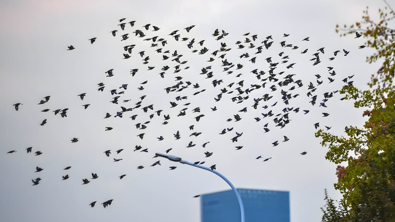 Mientras buena parte de Texas dormía,
<b>millones de aves estaban cruzando el estado rumbo al sur. </b>
<br>Solo durante el fin de semana, BirdCast calculó que
<b>más de 36 millones completaron ese recorrido sobre Texas. </b>
<br>BirdCast es un proyecto que
<b>usa radares meteorológicos para seguir la migración de aves.</b>
<br>Sus datos mostraron además que, en el momento de mayor movimiento, alrededor de las 10:30 p.m., había
<b>unos 106 millones de aves volando al mismo tiempo </b>sobre el estado.
<br>Una cifra cuenta las aves que atravesaron Texas durante la noche, la otra, las que estaban en el aire al mismo tiempo,
<b>aunque todavía no hubieran terminado el recorrido.</b>
<br>Las aves se desplazaban principalmente hacia el sursuroeste,
<b>a unas 24 millas por hora y a una altura promedio cercana a los 2,500 pies,</b> según BirdCast.
<br>
<br>
<a href="https://www.whatsapp.com/channel/0029VafZxTzGpLHXXhtL0Y3A">📲 Únete a nuestro canal de WhatsApp: Haz clic aquí para estar al tanto de las últimas noticias e historias de tu comunidad</a>