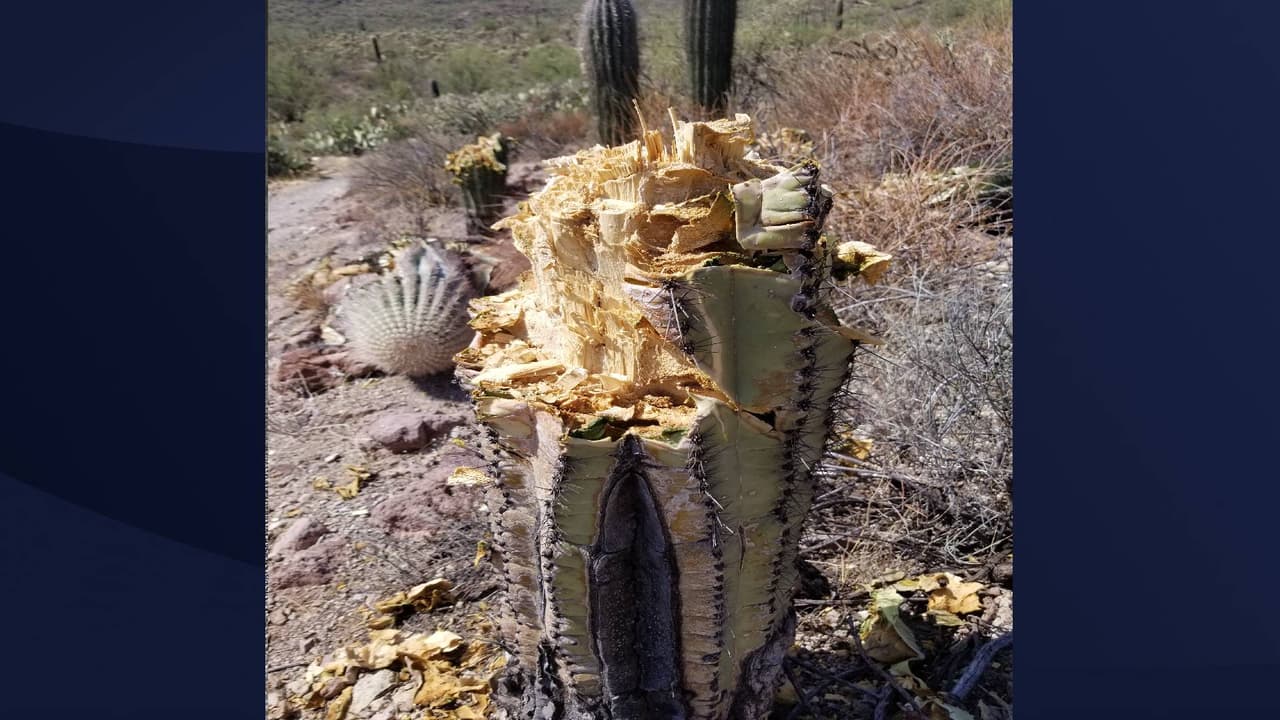 Cualquier persona que pueda tener información sobre el incidente al 1-888-653-0009, enviar un correo electrónico a nps_isb@nps.gov , o vistar el sitio web 
<a href="https://www.nps.gov/orgs/1563/submit-a-tip.htm" target="_blank">nps.gov/orgs/1563/submit-a-tip.htm</a>
<br>