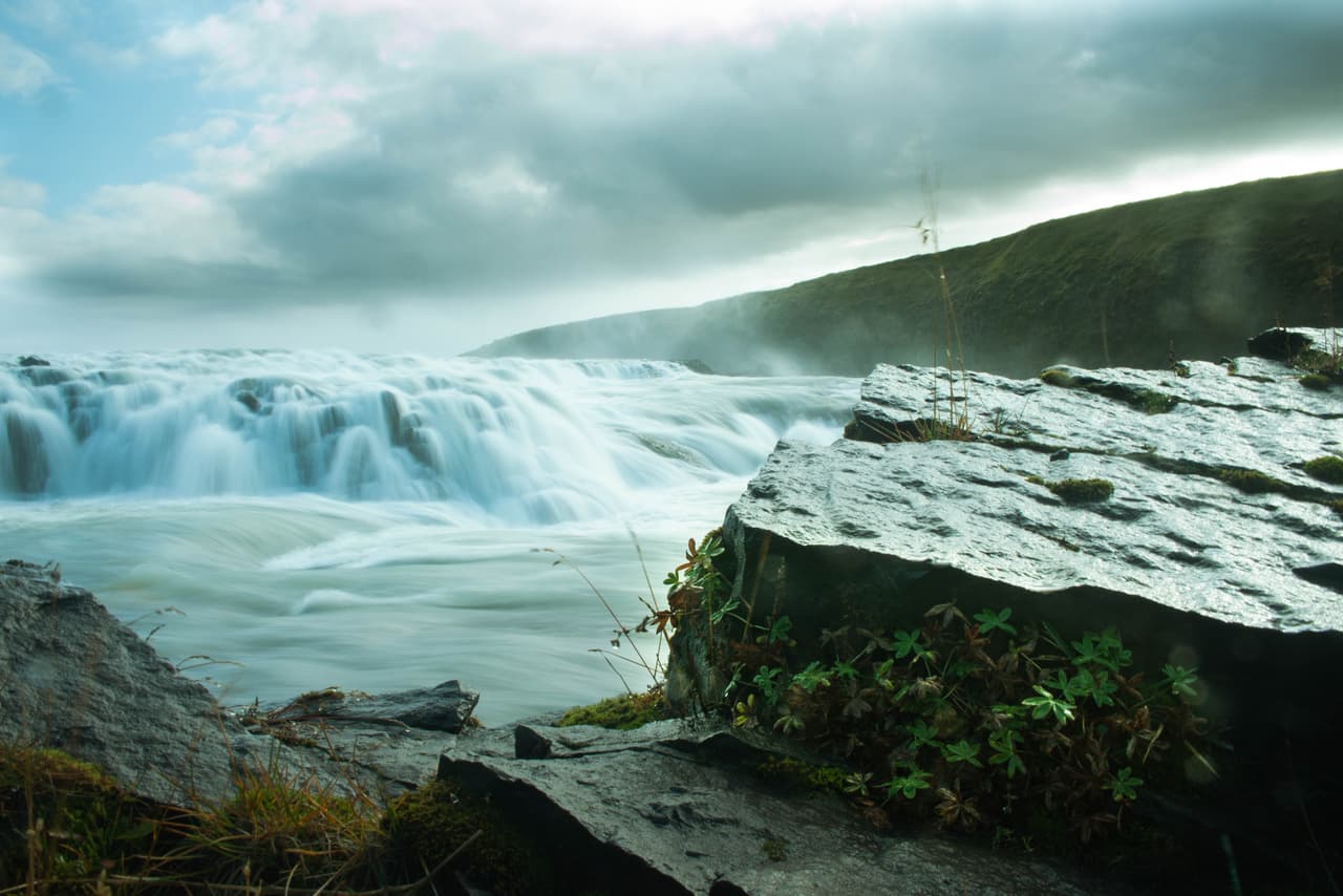 <b>Foto destacada. </b>Plantas perennes alpinas cuelgan de fragmentos de roca volcánica oscura en Islandia.
<br>
<br>