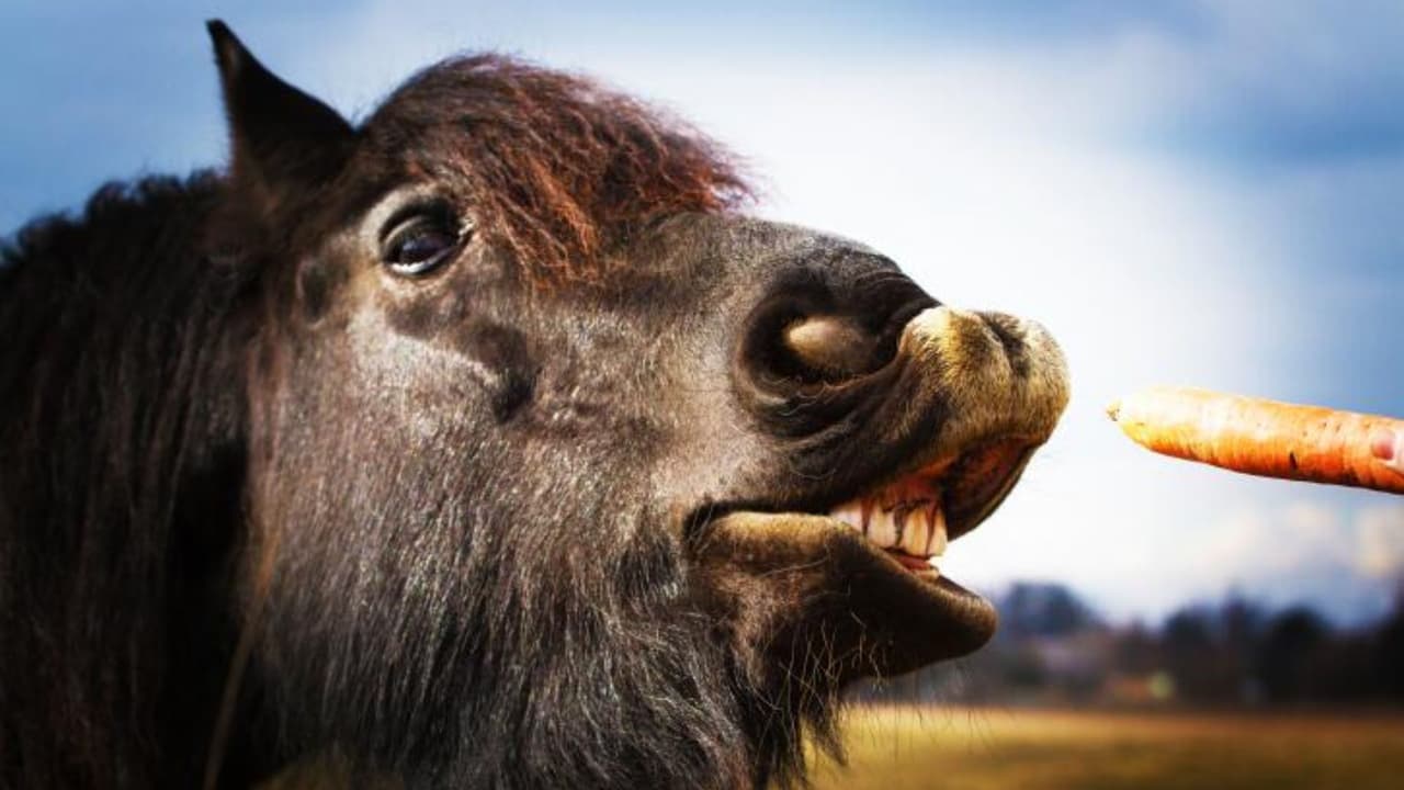 Hombre de 53 años es arrestado tras ser sorprendido en actos sexuales con un caballo; culpa al estrés financiero