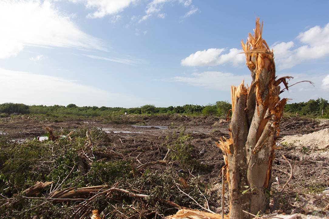 Tala en el manglar Tajamar.