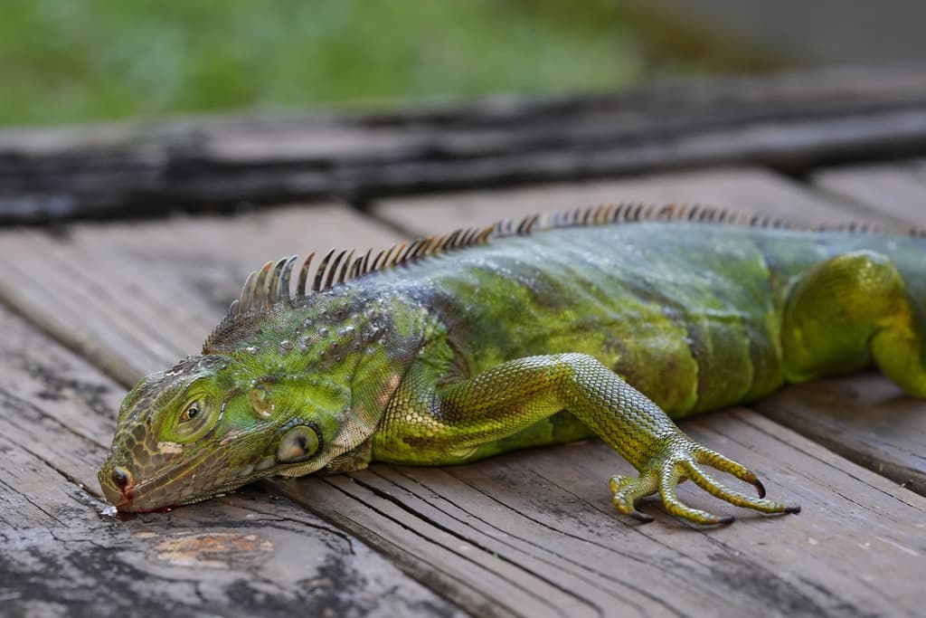 No se recomienda agarrar con las manos, sin guantes, a estas iguanas verdes, porque 
<b>en cualquier momento pueden salir de ese estado</b> de letargo, arrañando o pegándole con la cola a quienes intenten capturarlas.
<br>La Comisión de Conservación de la Vida Silvestre de Florida autorizó a 
<b>quienes puedan recogerlas de forma segura</b> a que las lleven hasta sus centros. 
<b><a href="https://www.univision.com/local/miami-wltv/comision-pesca-vida-silvestre-florida-permite-retiro-iguanas-congeladas" target="_blank">En este artículo</a></b> encuentras todo lo que necesitas saber si te interesa hacerlo.