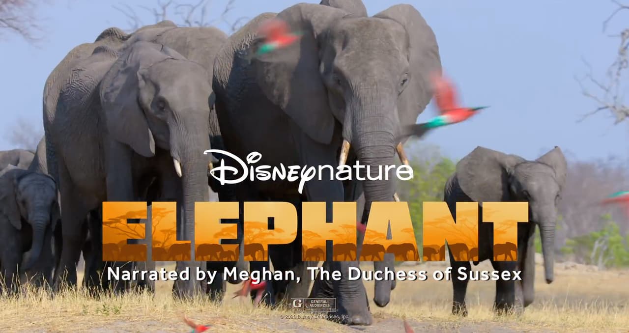 Una de las que más suenan es que Markle
<b><a href="https://www.univision.com/famosos/desmienten-participacion-de-meghan-markle-en-el-nuevo-reality-show-de-su-amiga-jessica-mulroney-fotos" target="_blank">regresará a la actuación</a></b>. El pasado 3 de abril se estrenó el documental 'Elephant' de Disneynature en donde ella prestó su voz para la narración.
<br>